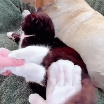 12 ks PetFresh™ – Polské přírodní SPA rukavice na čištění tlapek a srsti