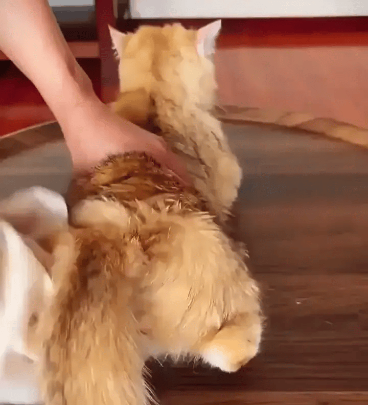 12 ks PetFresh™ – Polské přírodní SPA rukavice na čištění tlapek a srsti